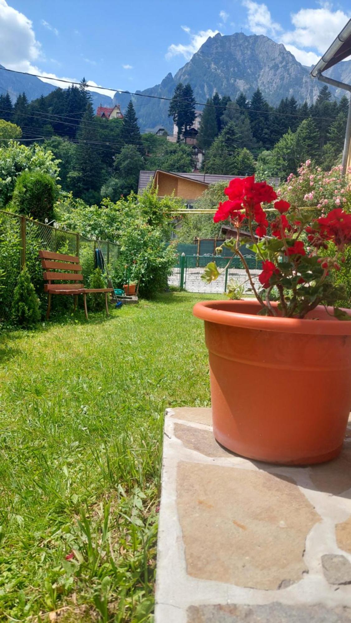 Casa Tex Villa Buşteni Eksteriør billede